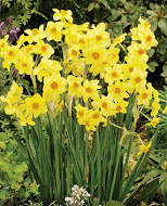 Нарцис (Narcissus) Martinette
